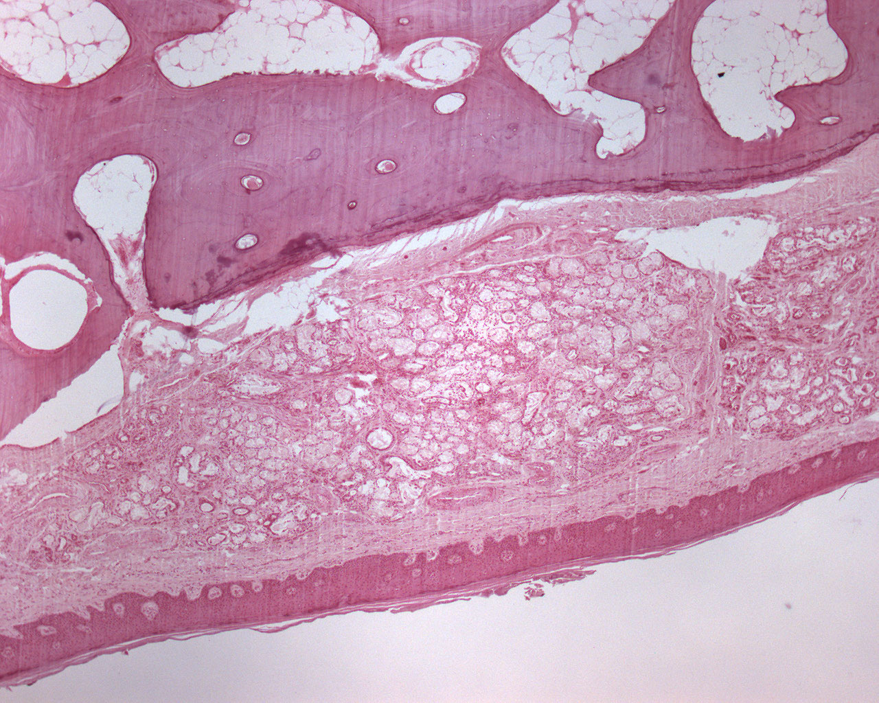 Hard palate (40 X) - Anatomicum.com