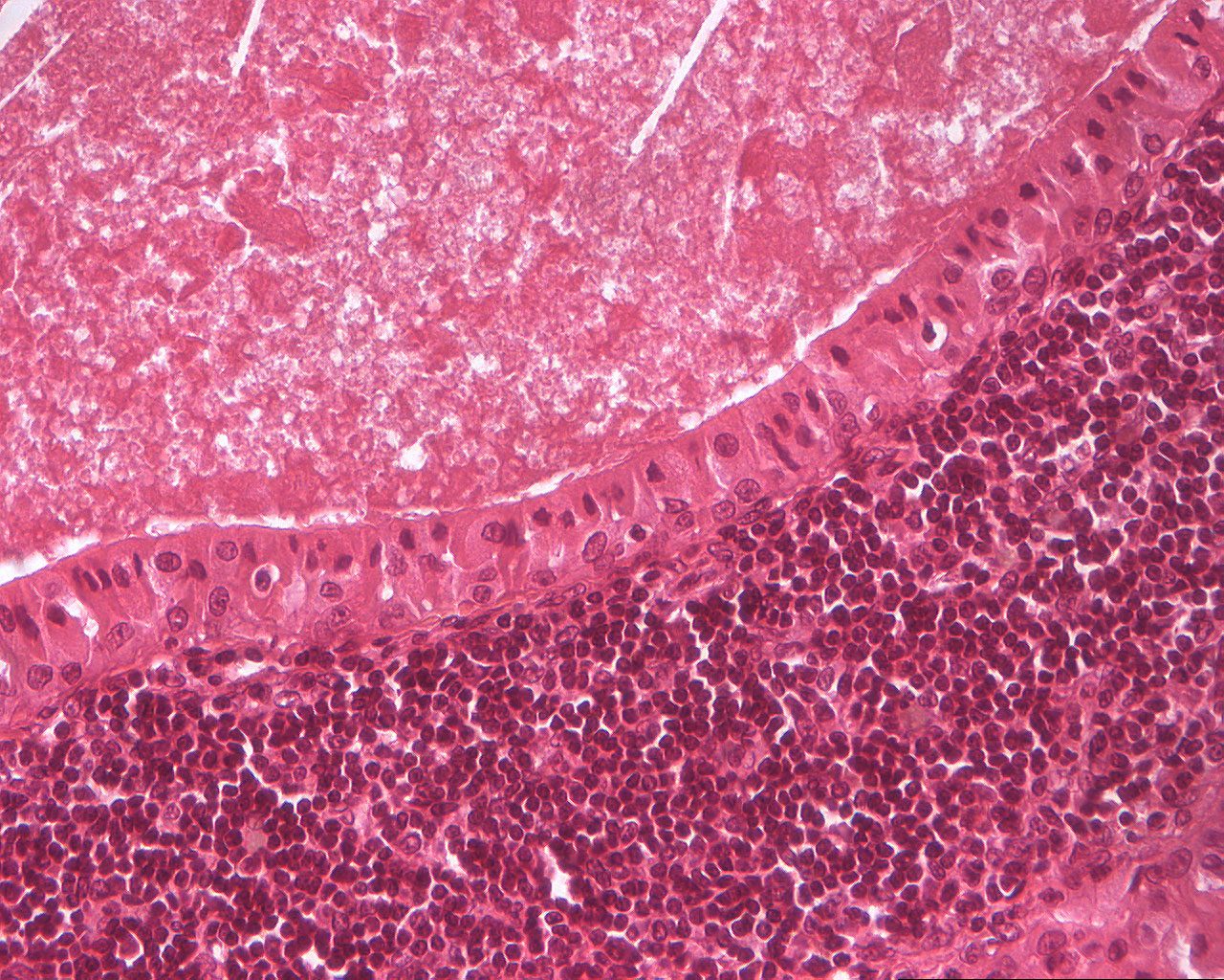 Microimage