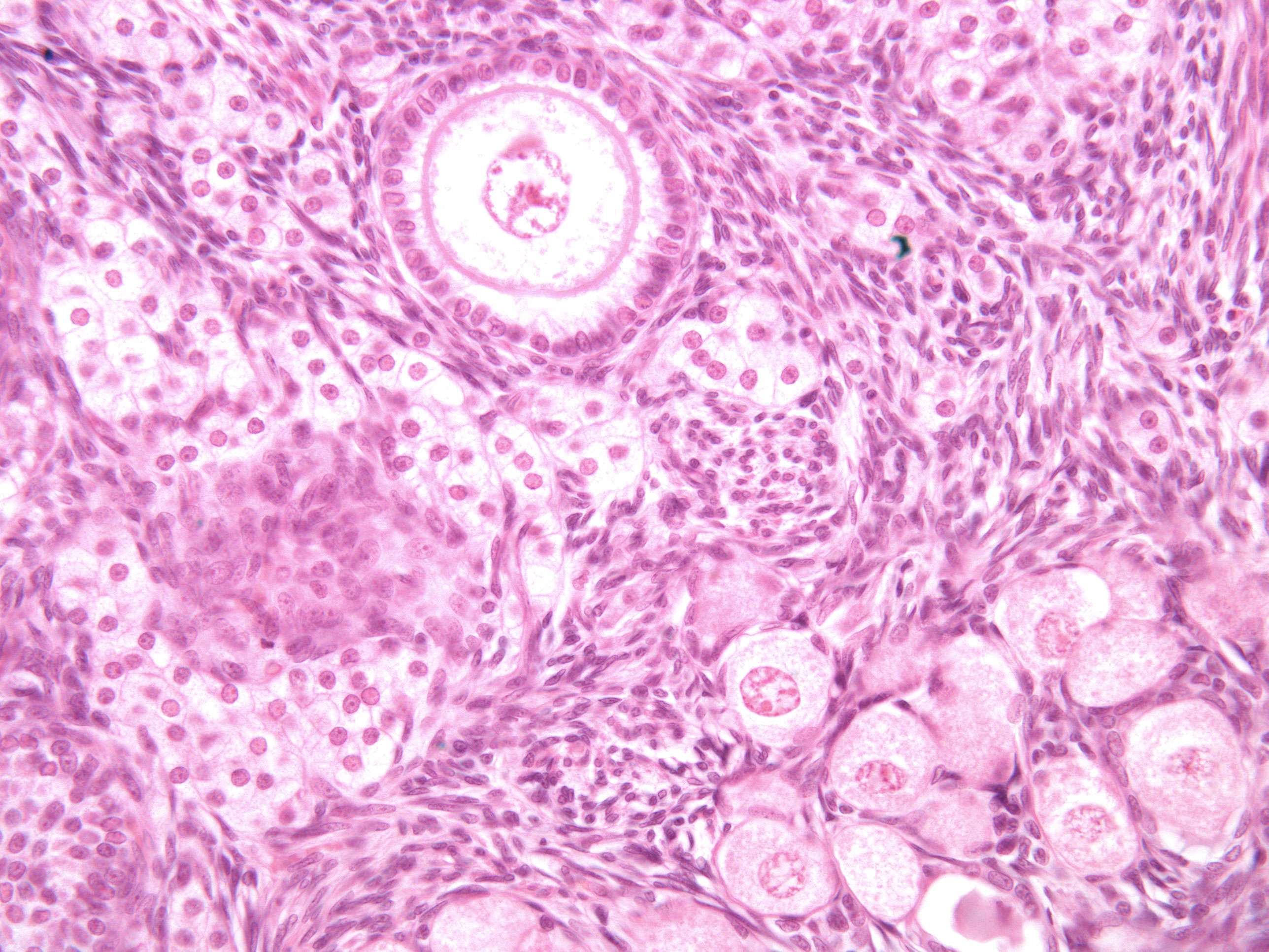 Ovary From Cat 400 X