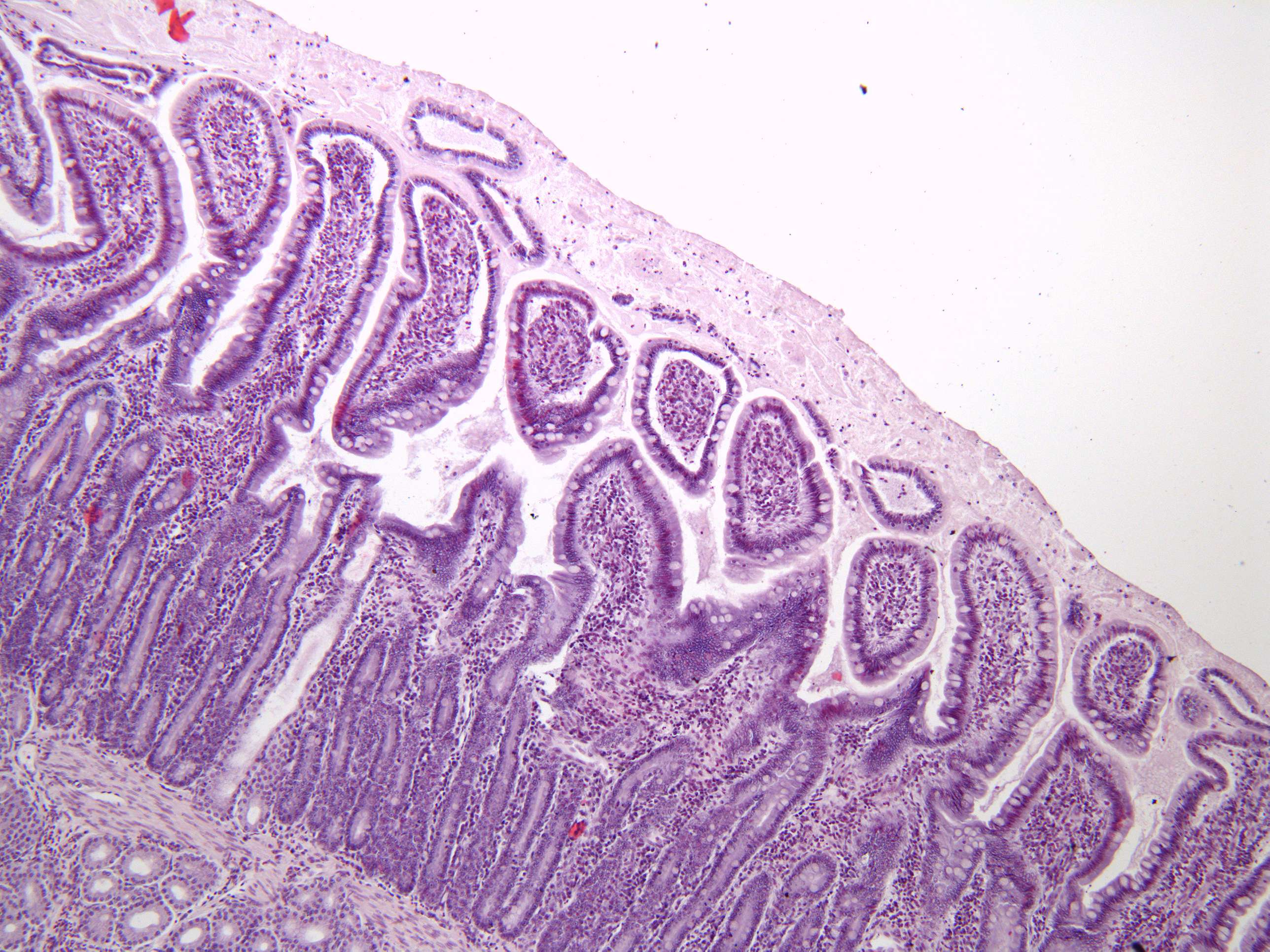 Microimage