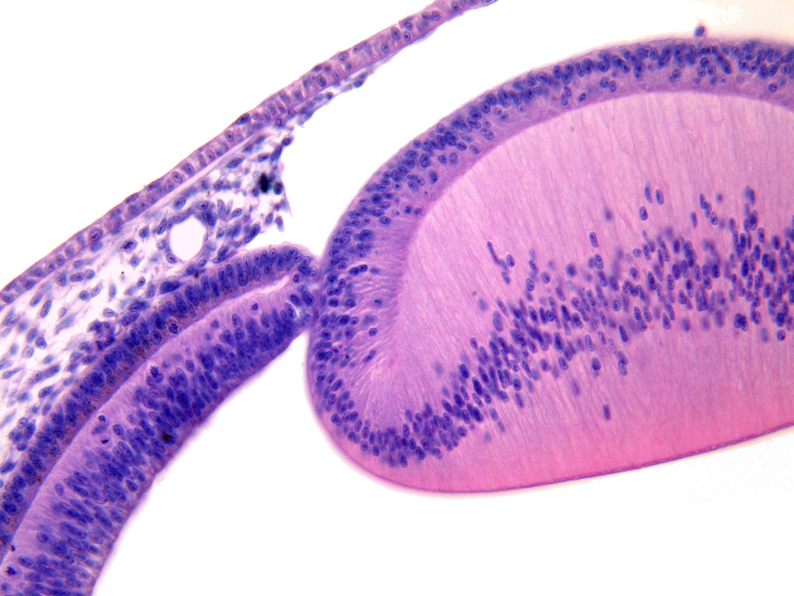 Microimage
