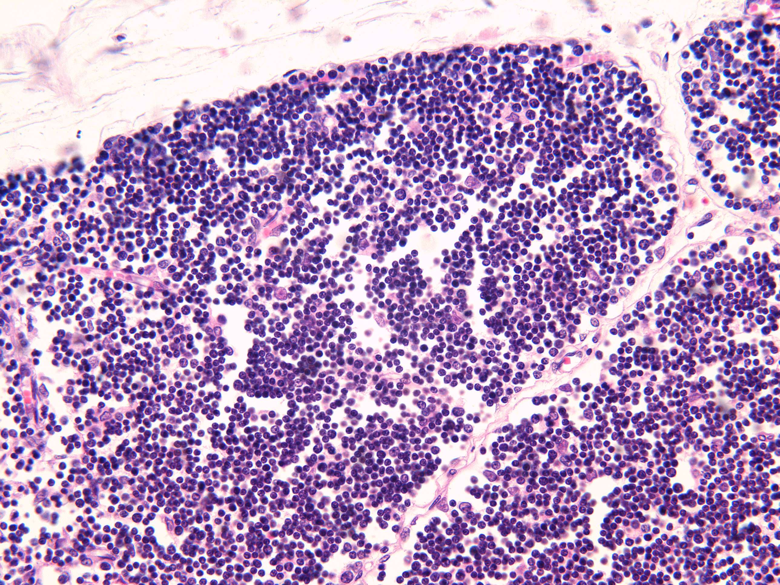 Microimage