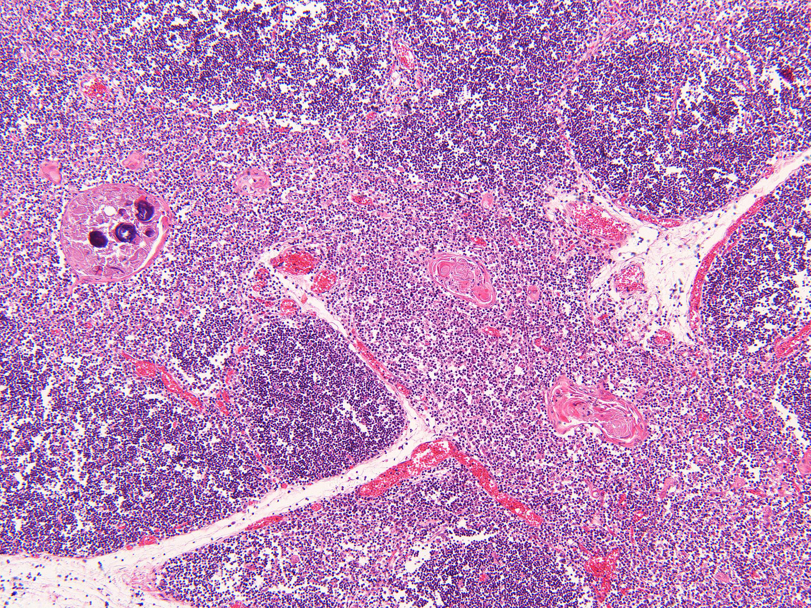 Microimage