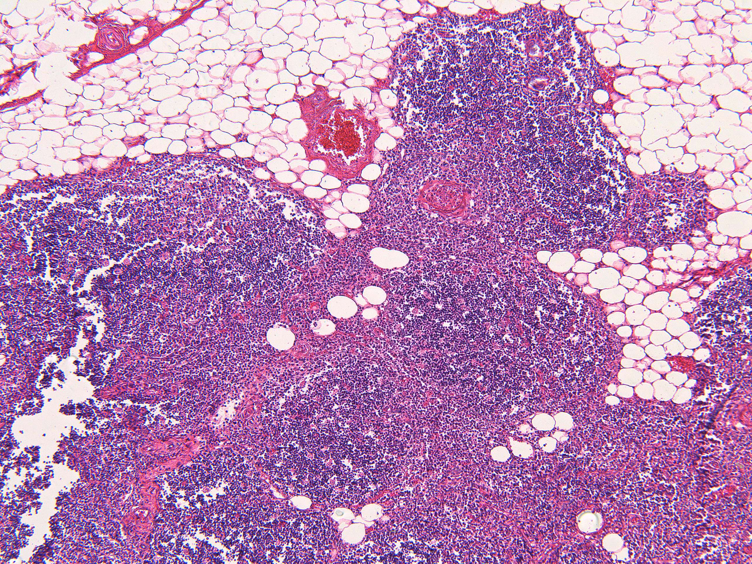 Microimage