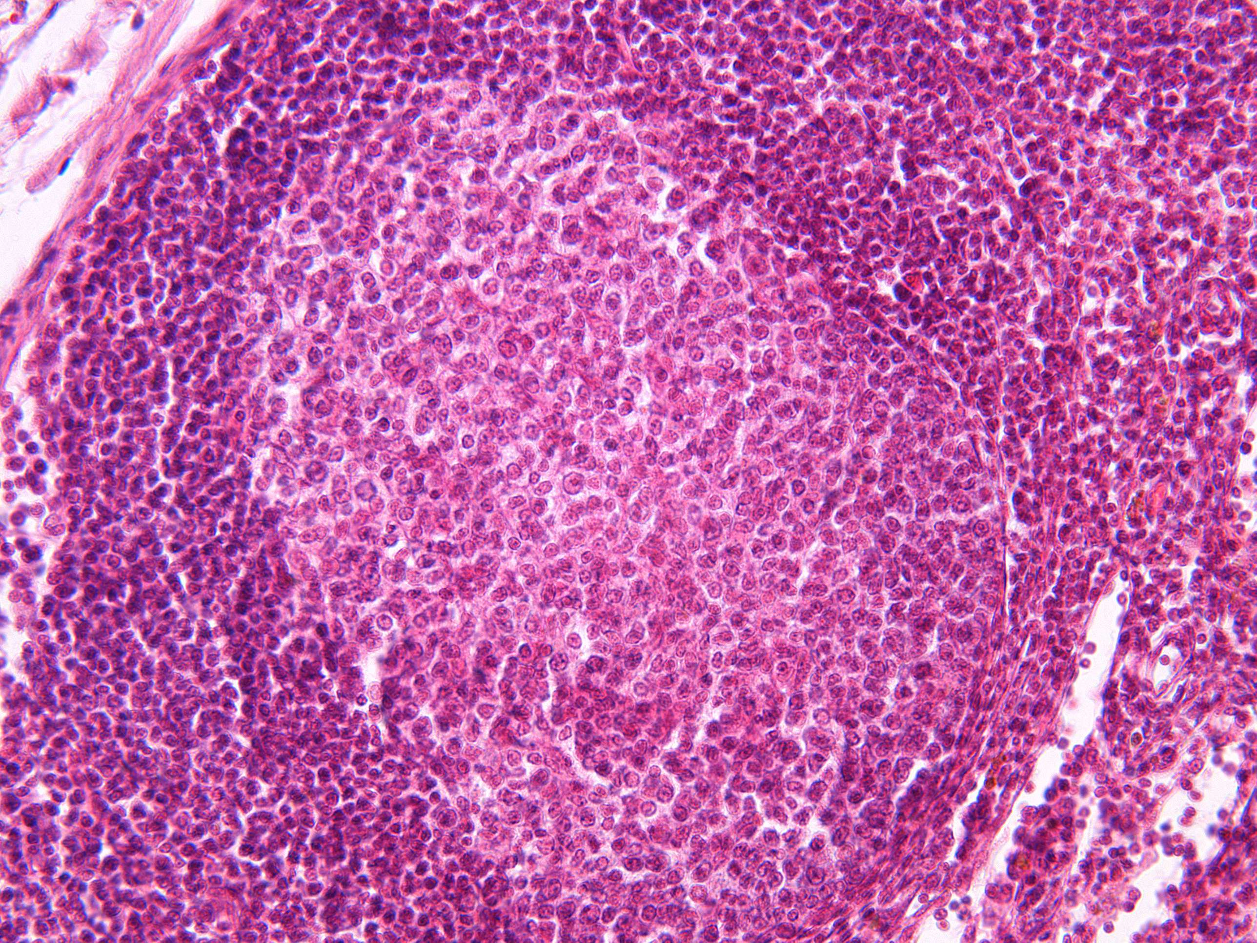 Microimage