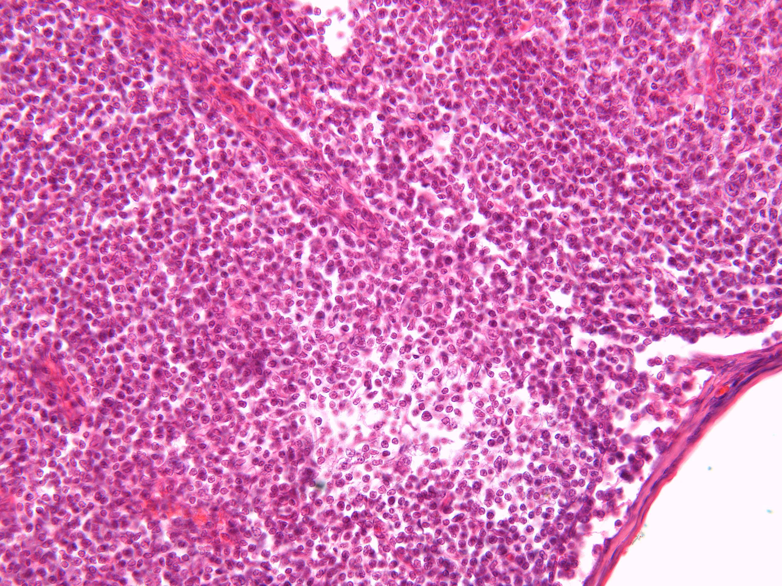 Microimage